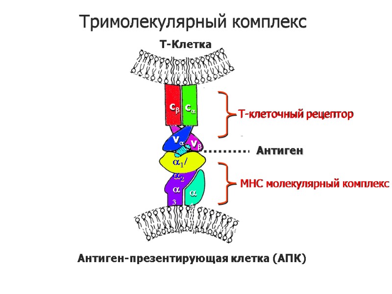 Тримолекулярный комплекс T-Клетка Антиген MHC молекулярный комплекс Антиген-презентирующая клетка (АПК) cb ca va vb